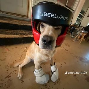 Meet your Posher, Asher